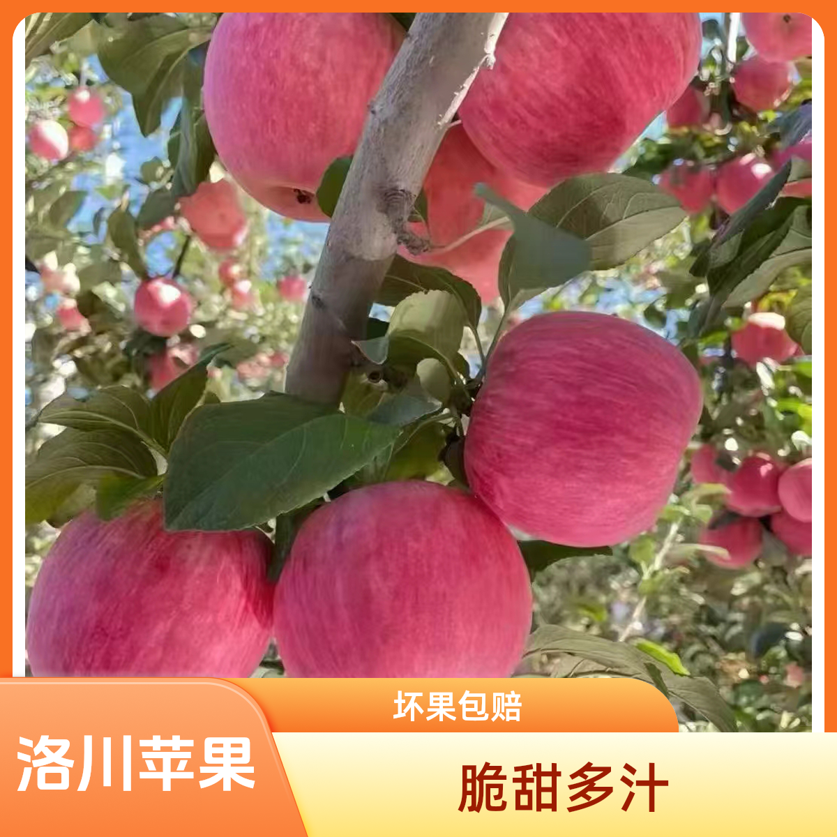 小箱【坏果包赔】正宗洛川产地直发红富士苹果新鲜脆甜多汁当季5斤