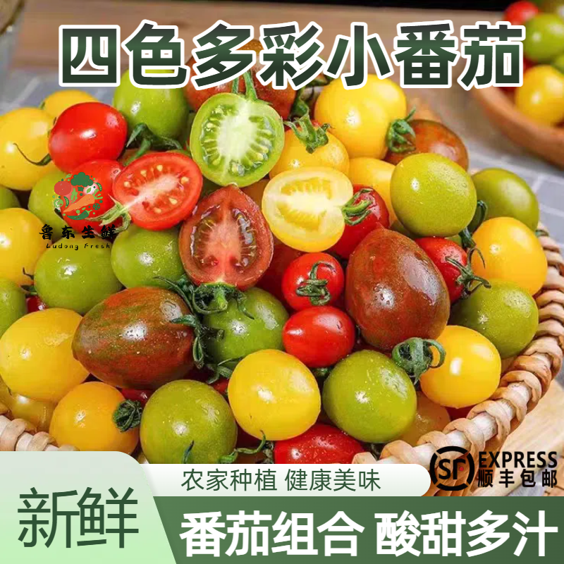 【四色搭配】四色混装小番茄彩色圣女果青口蜜阳光迷彩现摘小柿子
