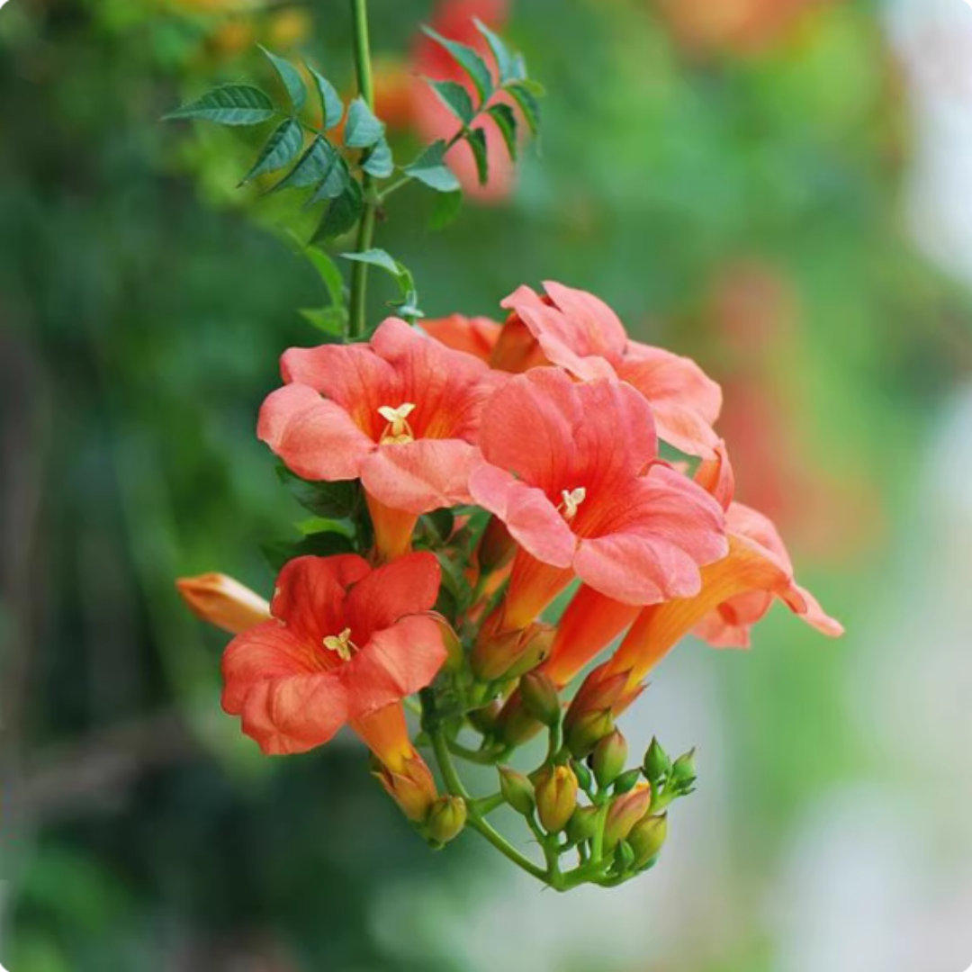 美国凌霄花苗爬藤植物耐寒庭院凌霄花树苗攀援凌霄树苗藤本凌霄苗