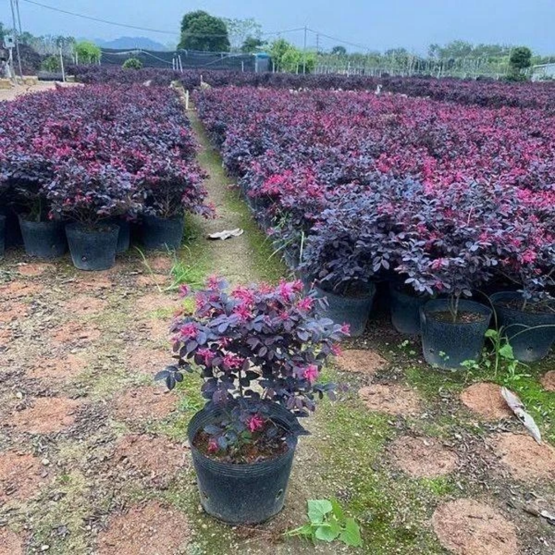 红花继木树苗庭院别墅地栽耐寒植物四季园林绿化红叶彩色盆景大苗