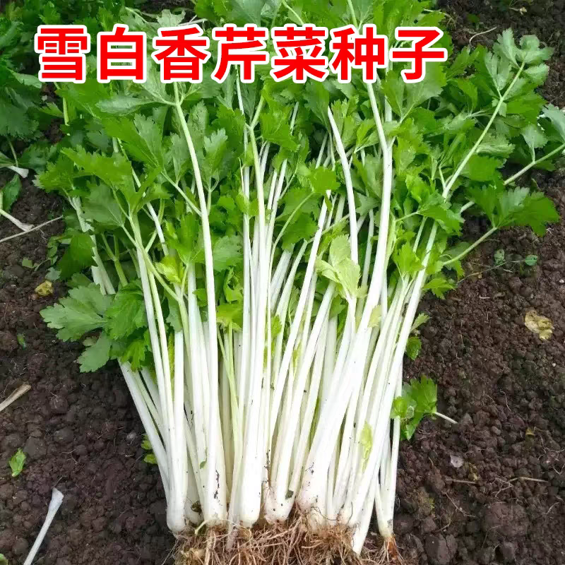 【白玉水果香芹种子】耐热耐寒芹菜籽秋播蔬菜阳台盆栽小香芹种子