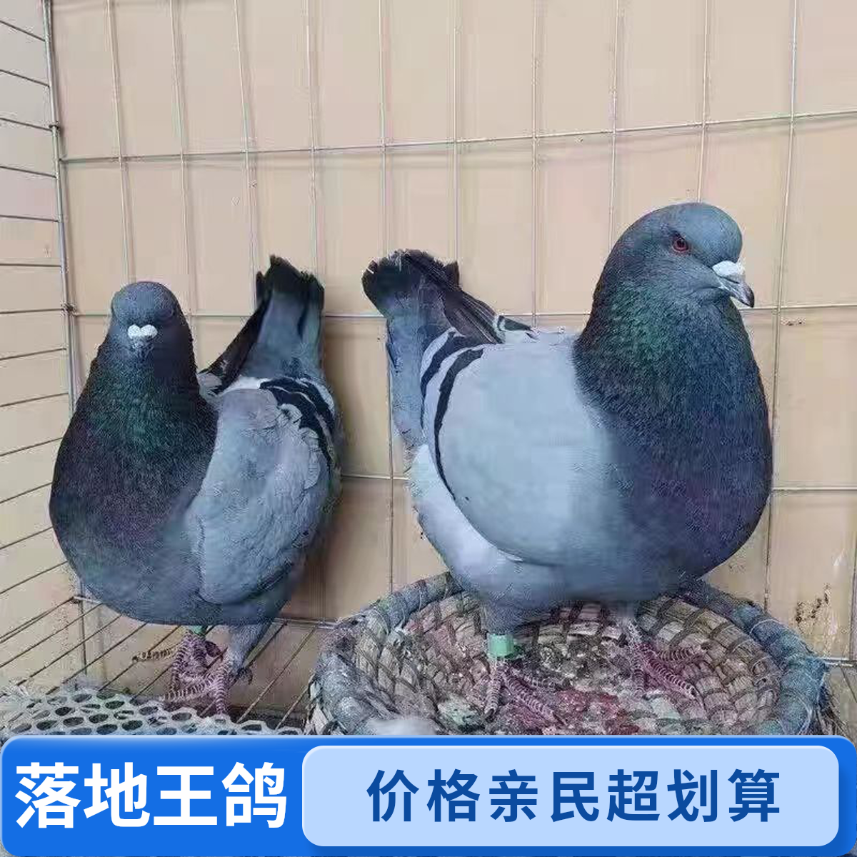 鸽子一对大体落地王鸽元宝鸽下蛋繁殖观赏鸽肉鸽幼鸽