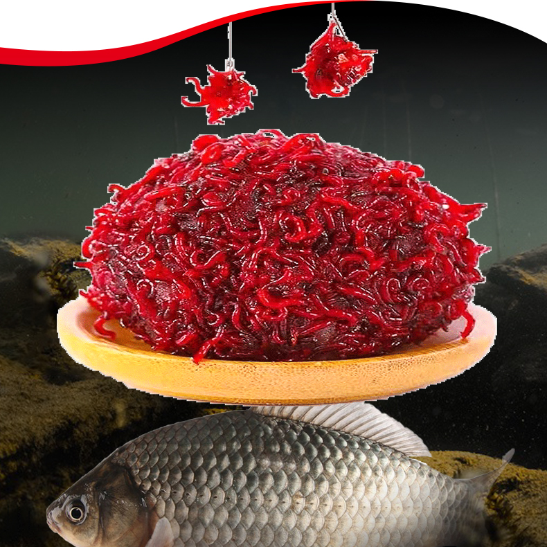 【黑坑拉饵专拍】拉饵红虫鲜活大中小牙子
