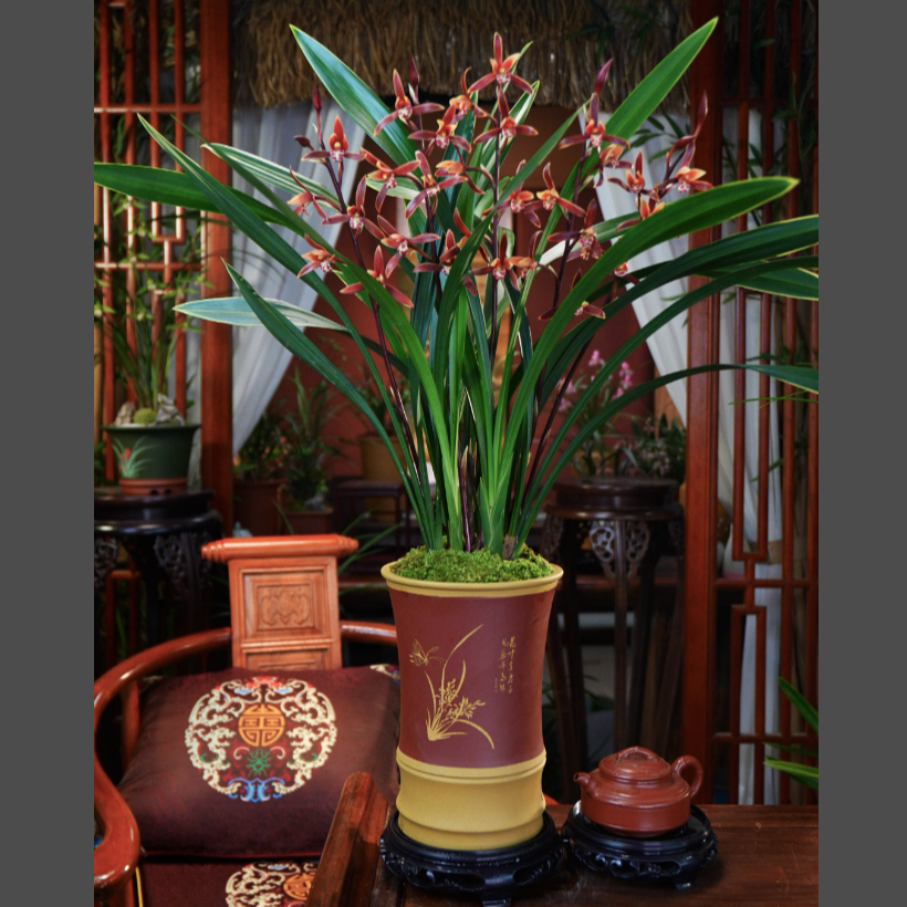 墨兰 浓香 [赤玉丹霞] 室内客厅好养活兰花 春节前后来花 年宵花