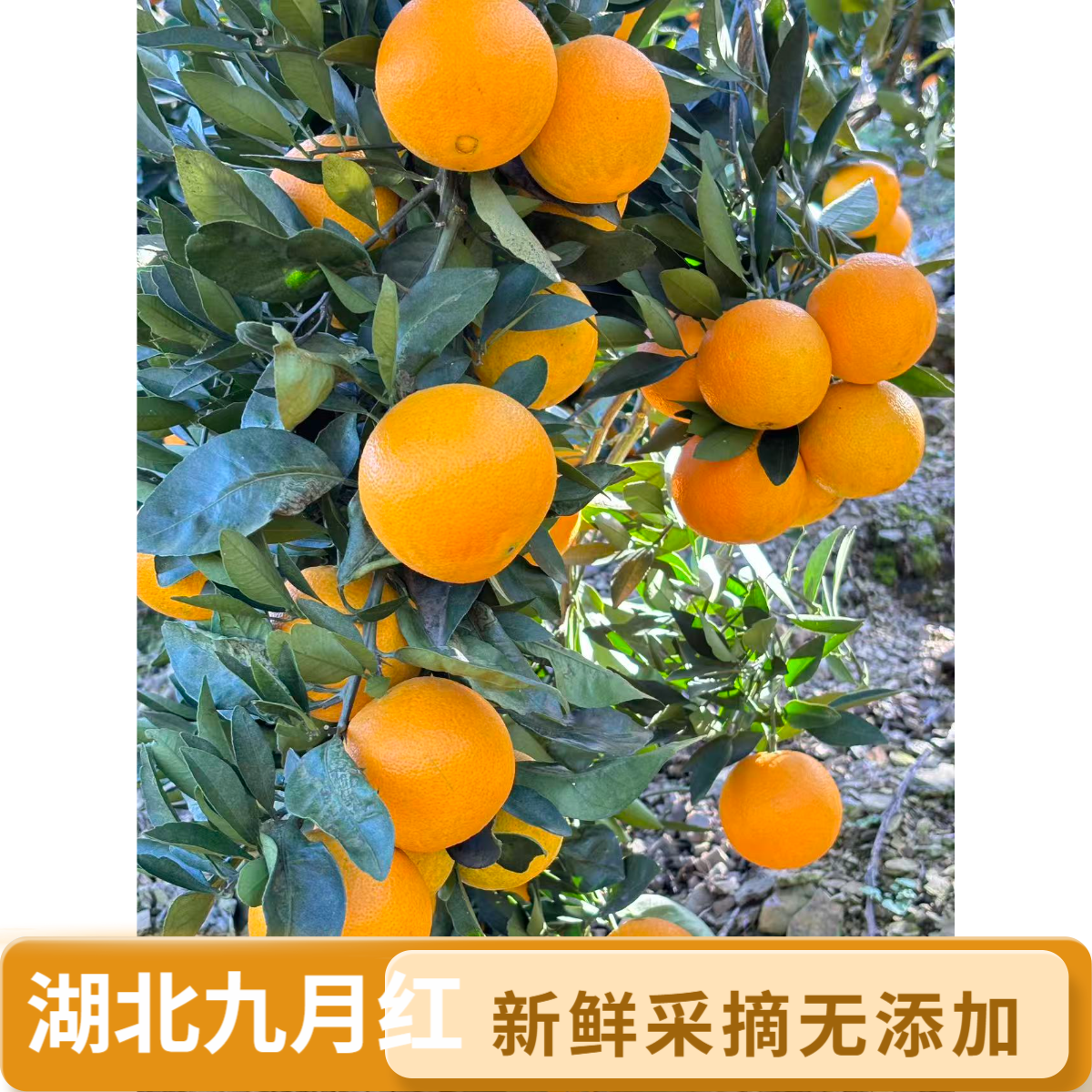 湖北宜昌九月红果冻橙新鲜细嫩多汁维C水果自产自销应季水果