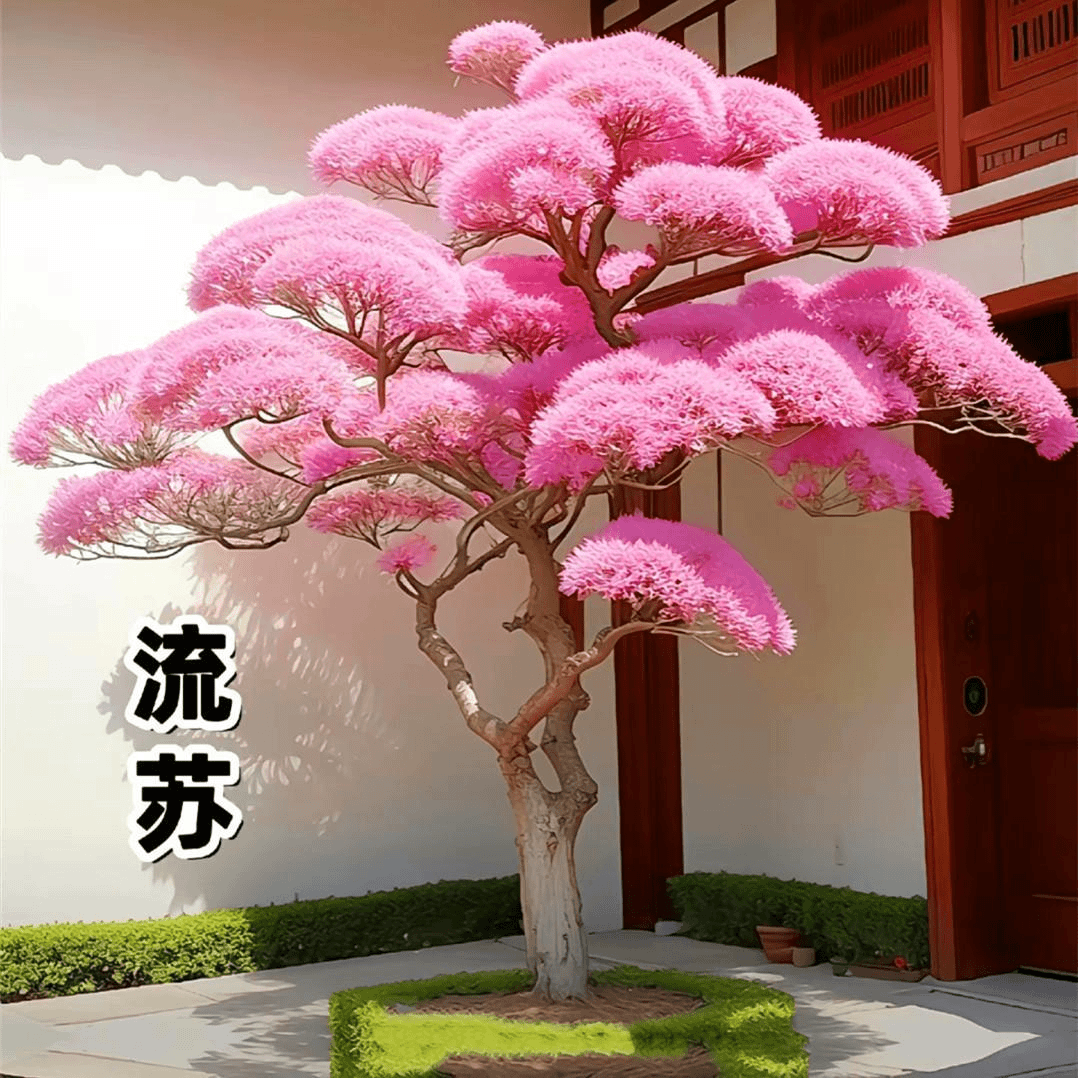 庭院耐寒耐热树苗驱蚊虫大花木流苏树苗大门前风景树花卉盆栽苗子