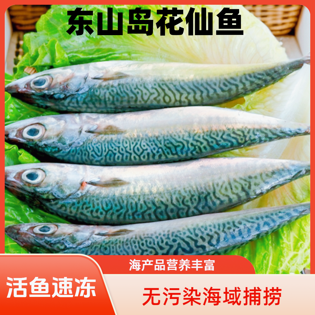 东山岛花仙鱼干青占鱼挪威青花鱼新鲜海鱼石斑鱼深海马友鱼红鲳鱼