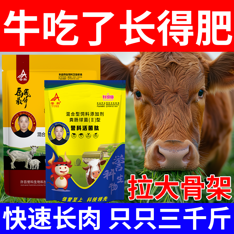 膘王活菌养牛肽拉骨架去油增重提早出栏畜牧饲料用品强效添加剂