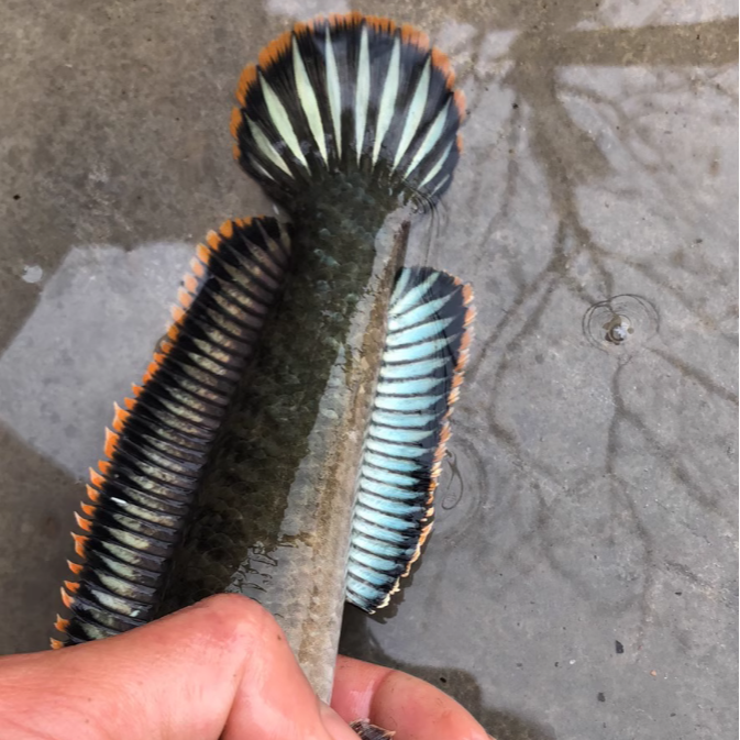 七彩冷水鱼彩虹雷龙观赏鱼精品原生南鳢雷龙鱼龙鱼淡水鱼凶猛雷龙