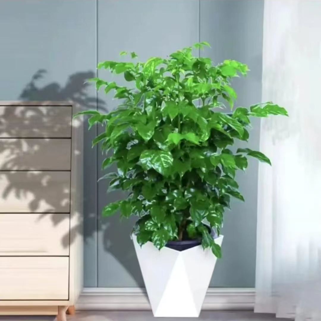 控根丛生幸福树室内观叶绿植配白色菱形盆【60-70厘米】