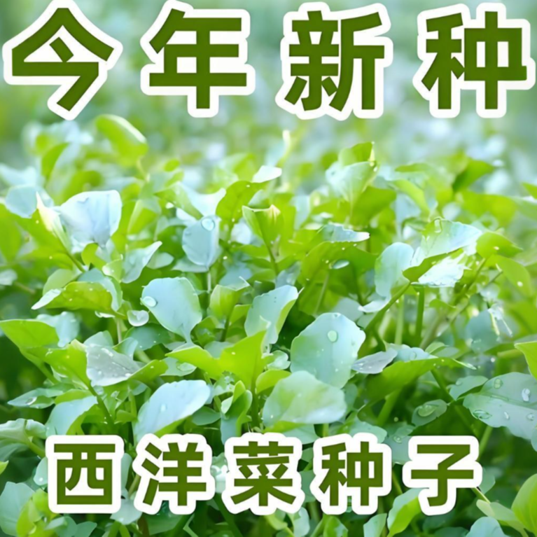 【西洋菜种子】家庭阳台庭院种植四季可种易栽易活