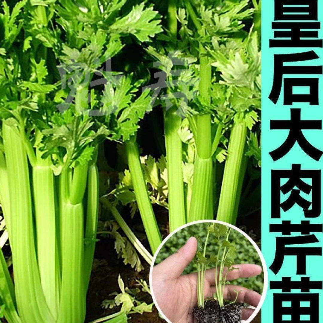 【山东寿光发货】皇后西芹四季小香芹苗西芹苗秋冬种植盆栽地栽阳台