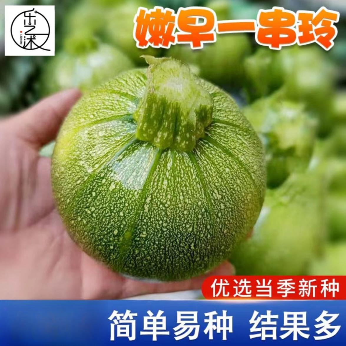 嫩早一串铃南瓜种子家庭阳台小院四季种植盆栽地栽