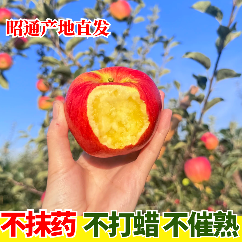 云南昭通冰糖心苹果脆甜多汁现摘现发新鲜昭通特色苹果冰糖心