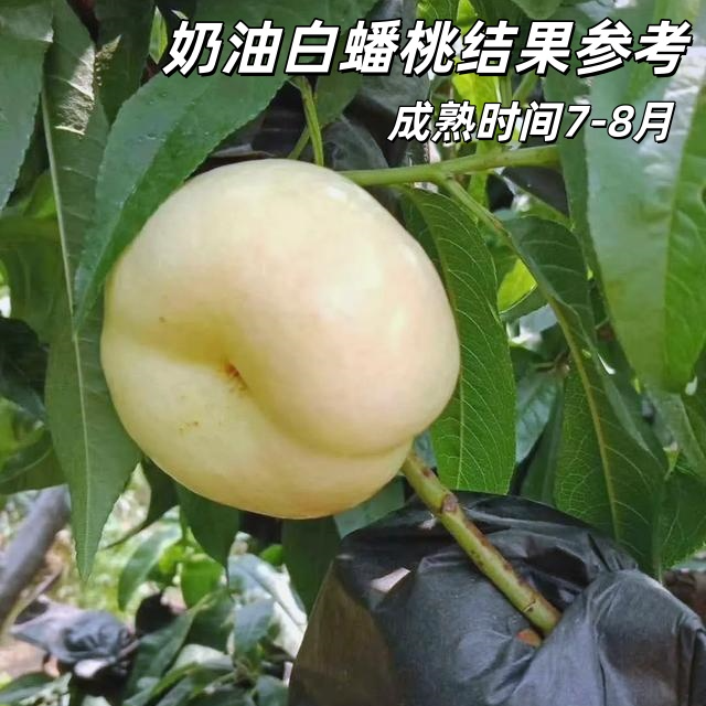 新品种嫁接桃树苗【奶油白蟠桃】树苗盆栽地栽南方北方种植果树苗