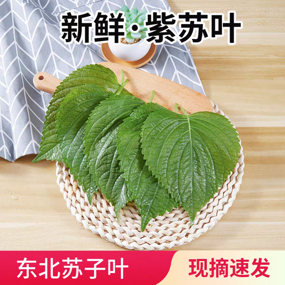 新鲜苏子叶包饭烤肉紫苏叶粘豆包叶蘸酱菜背面颜色随机大叶