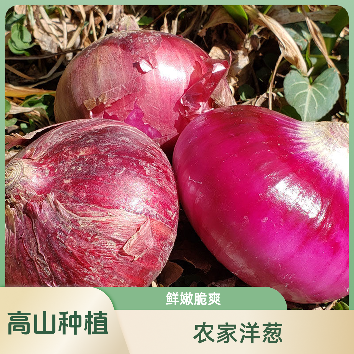 山东紫皮洋葱新鲜可生吃微辣脆甜圆扁葱当季蔬菜水果洋葱