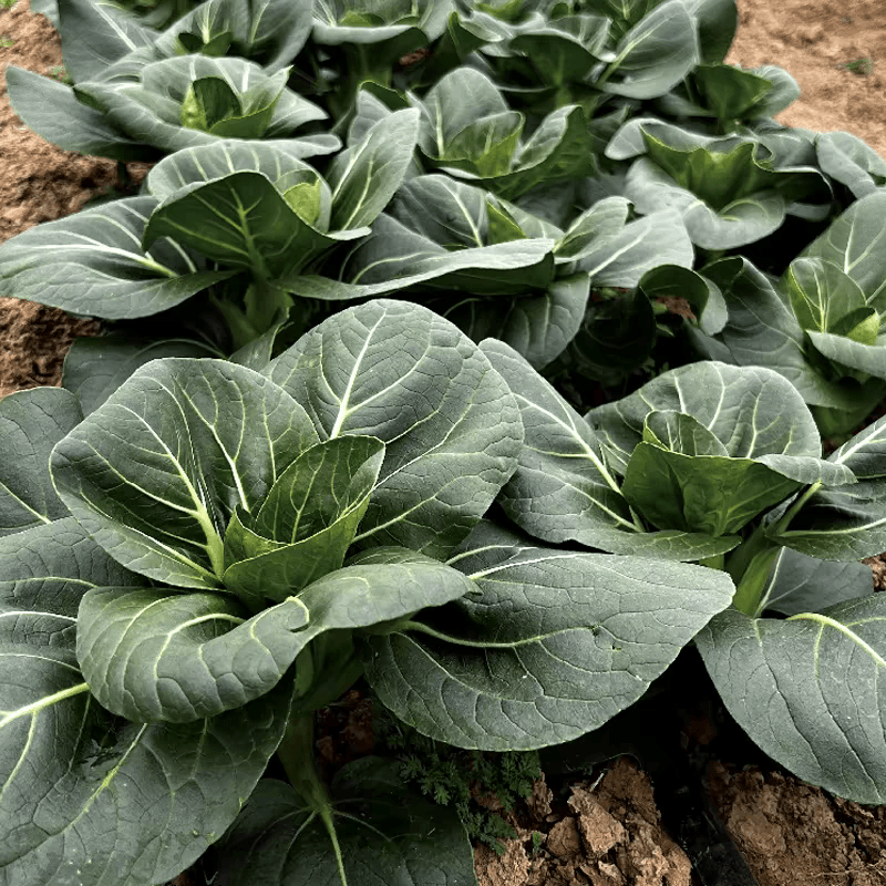 【下单就发三包】黑大头苏州青上海青青梗菜种子黑叶油菜阳台四季