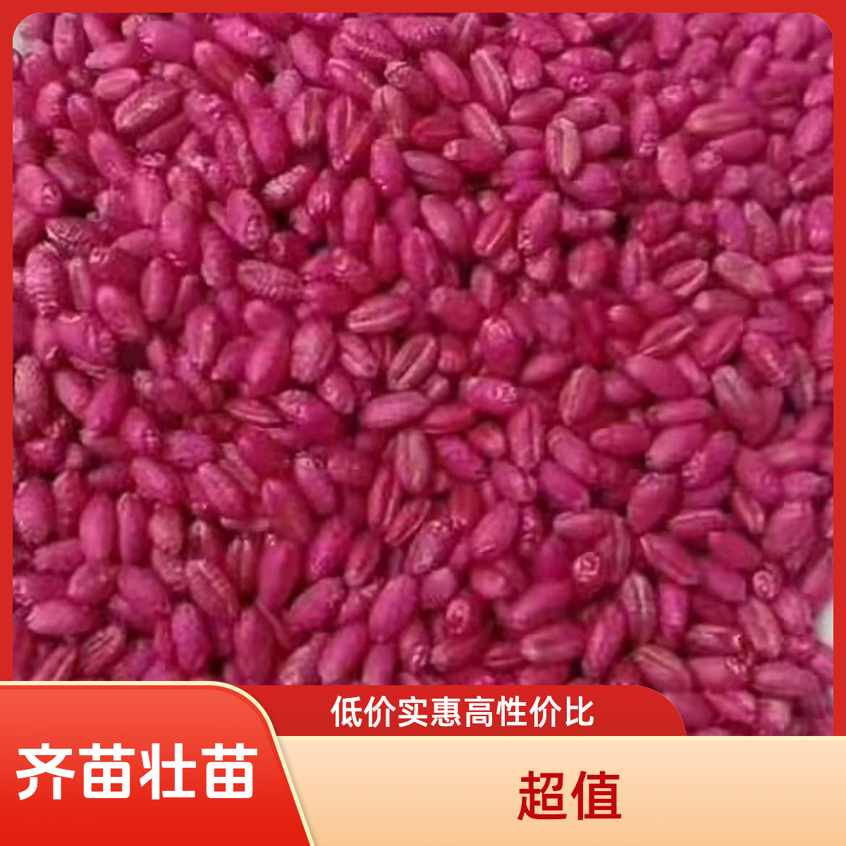 正品小麦齐苗壮苗包衣大厂家叶面肥