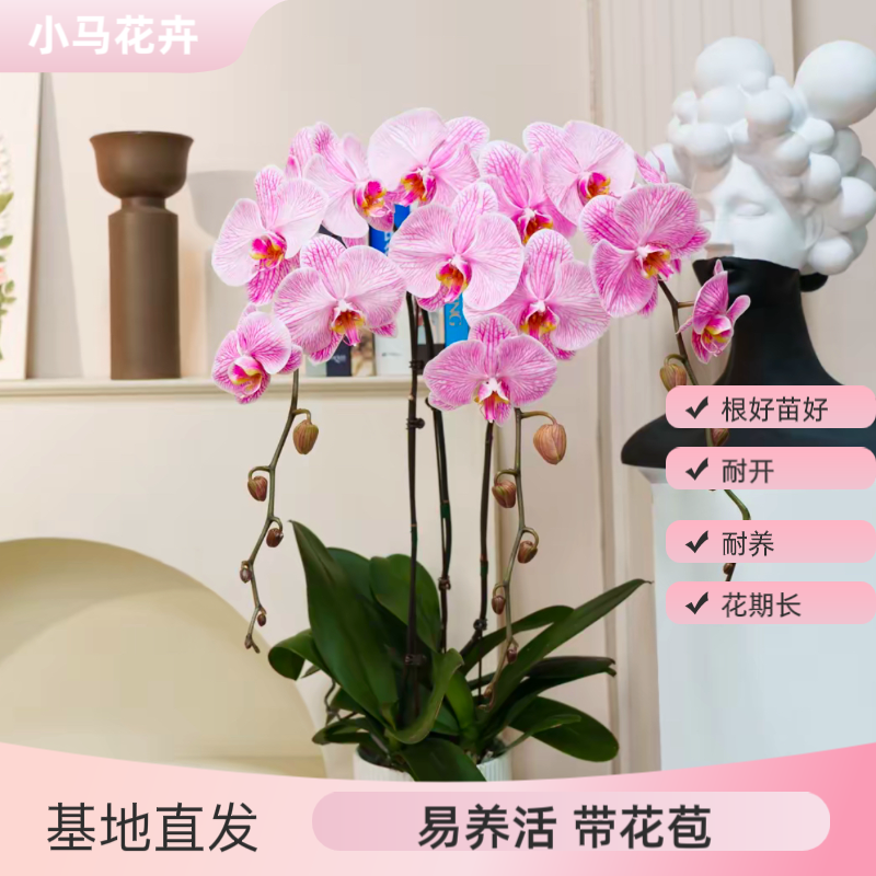 【马卡龙糖果粉】稀有吸色蝴蝶兰盆栽，大白V3吸色，带花和花苞发货