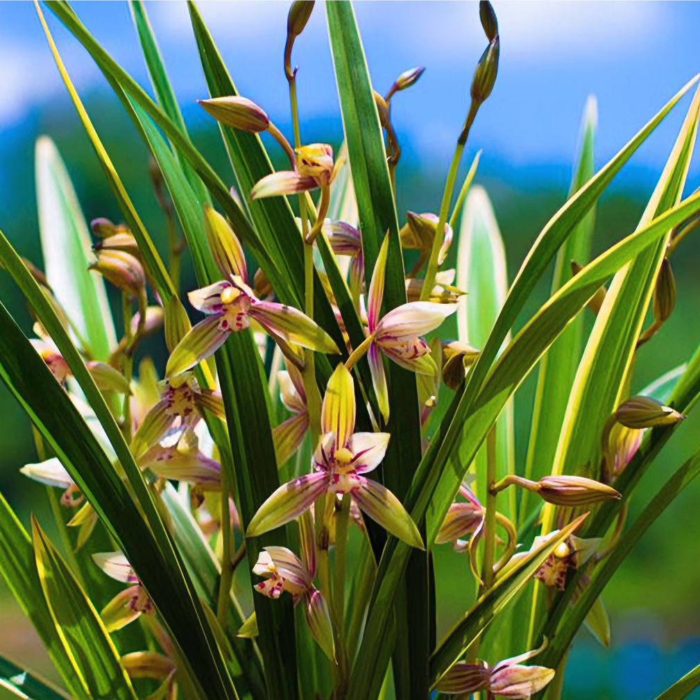 带5支花剑起建兰彩云金边兰花 基地直发