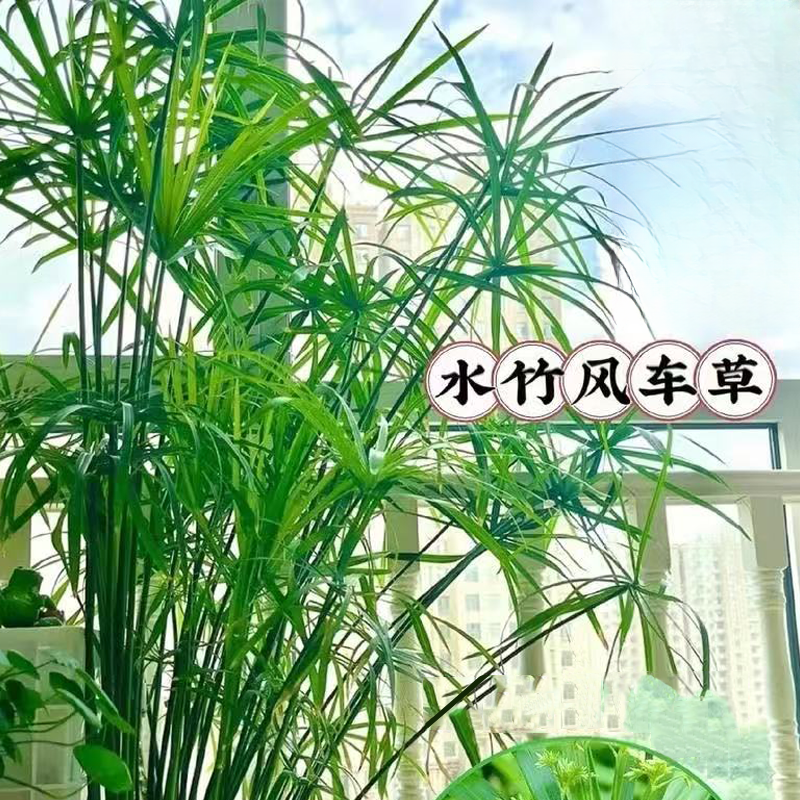 水竹盆栽半土半水养用于室内外鱼池庭院造景四季常青绿植盆栽室内