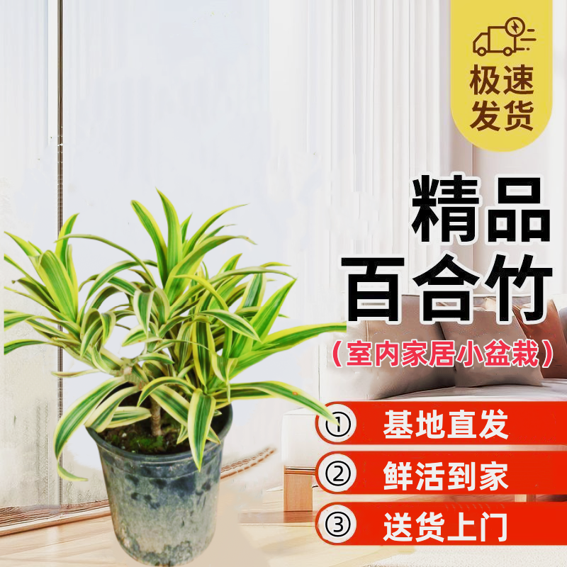 金边百合竹盆栽基地直发好养原盆发货美化绿植一物一拍不含陶瓷盆