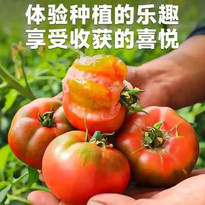 【甜心紫玫瑰柿子种子】四季种植盆栽地栽阳台小院种植
