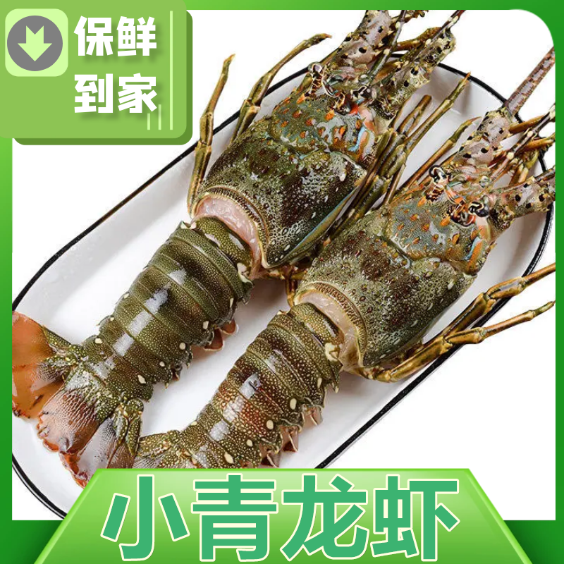 10只小青龙虾大青龙整箱波士顿大龙虾澳龙鲜活500g批发非顺丰包邮
