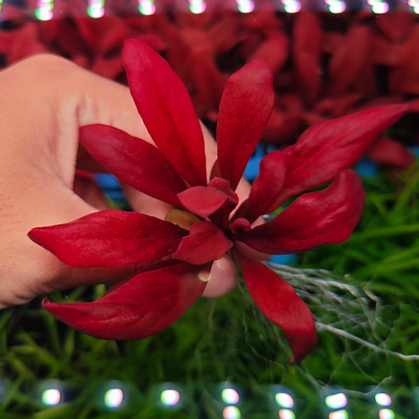 【极乐鸟】稀有红宝石水草中前景红色椒草懒人新手鱼缸造景生态缸