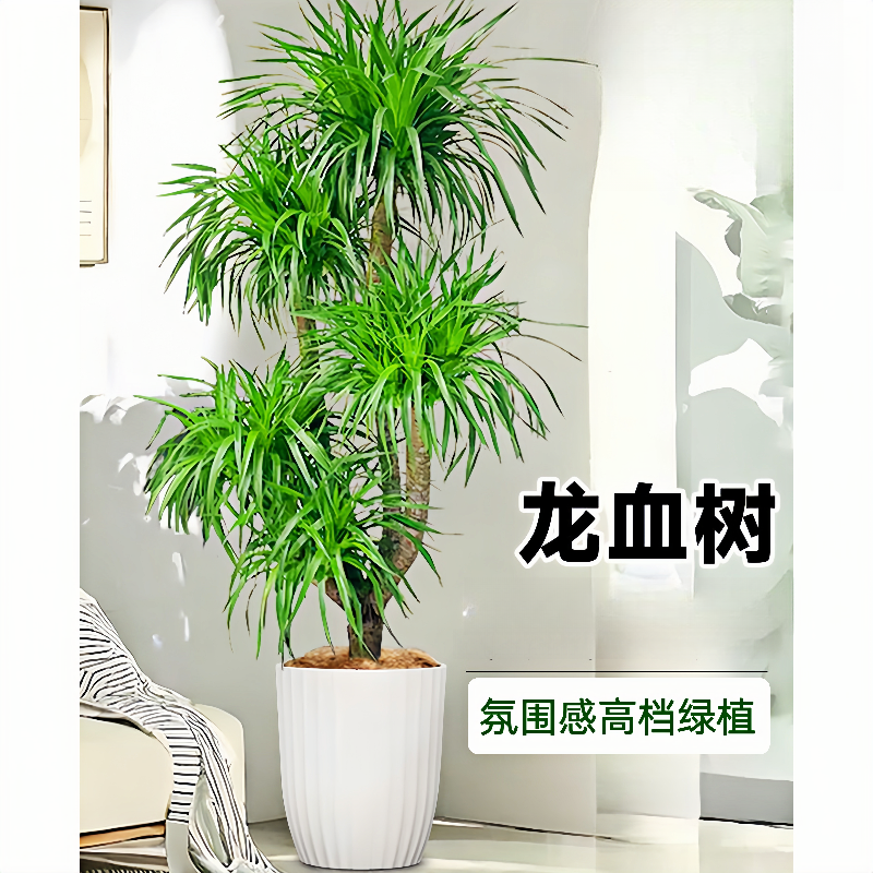 高档龙血树客厅大型盆栽开业招财树乔迁旺宅多头老桩龙须树吸甲醛