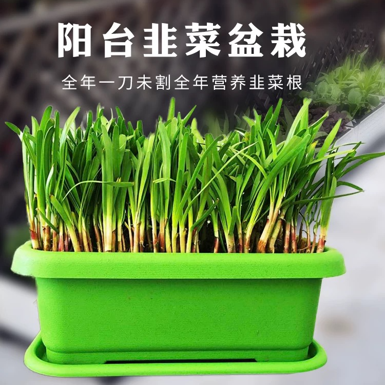 韭菜盆栽套装带盆带土室内阳台种植