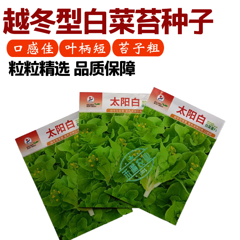 【金阳太阳白】越冬型白菜苔种子苔白苔粗口感好年后采收白菜心籽