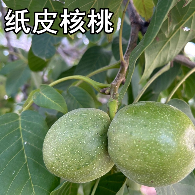 纸皮核桃树苗南北方地栽庭院盆栽种植嫁接薄皮核桃果树苗当年结果