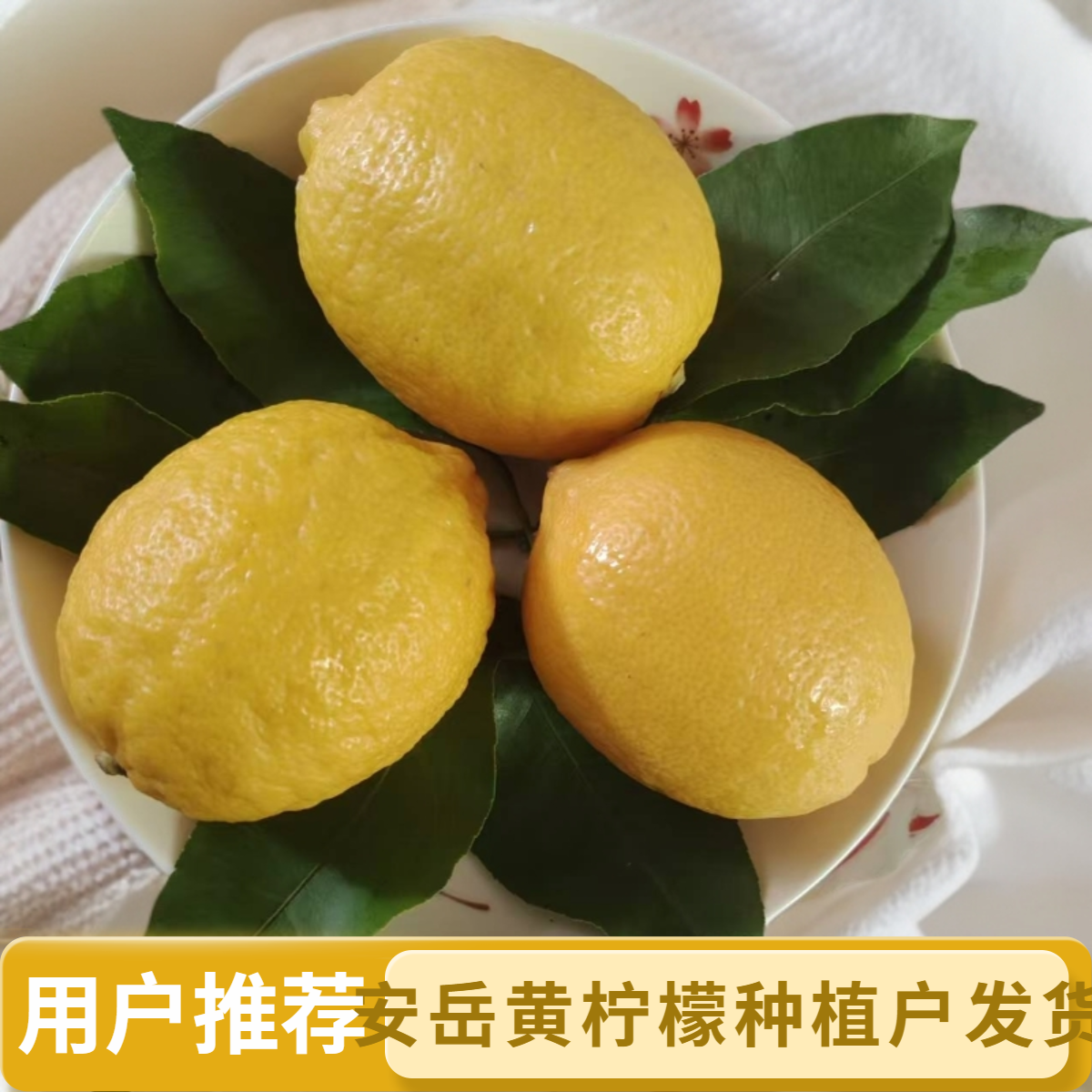 新鲜当季黄柠檬鲜果多汁酸爽皮薄果香浓郁水果视频新鲜黄柠檬台风