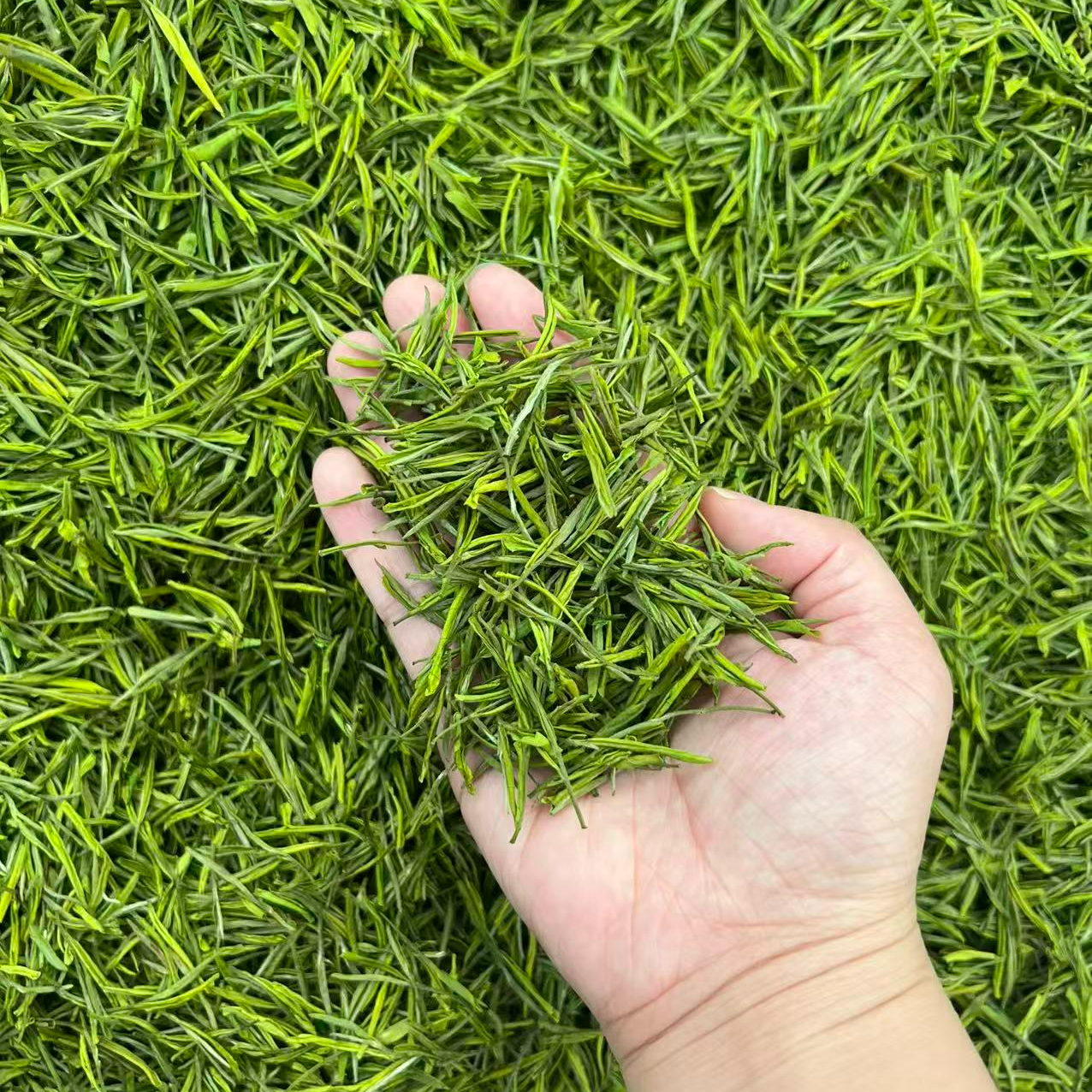 A180【爆款水晶白茶】2025新茶原产地高山绿茶500g一斤装