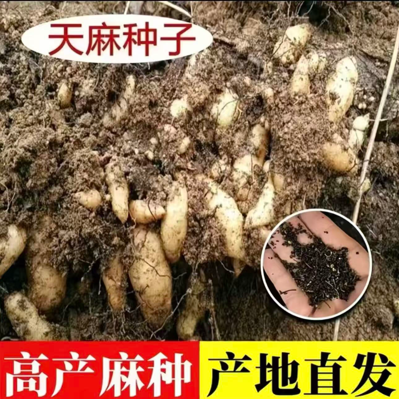 【天麻种子】四季种植盆栽阳台