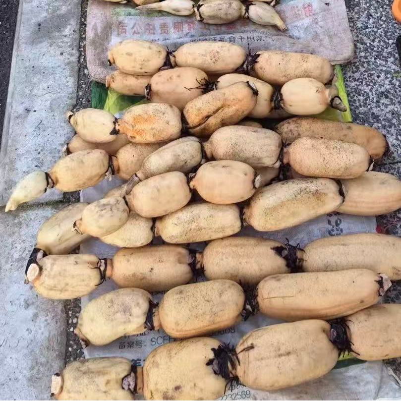 【李PD专属】新鲜正宗白莲藕产地现挖现发煲汤火锅凉拌应季蔬菜