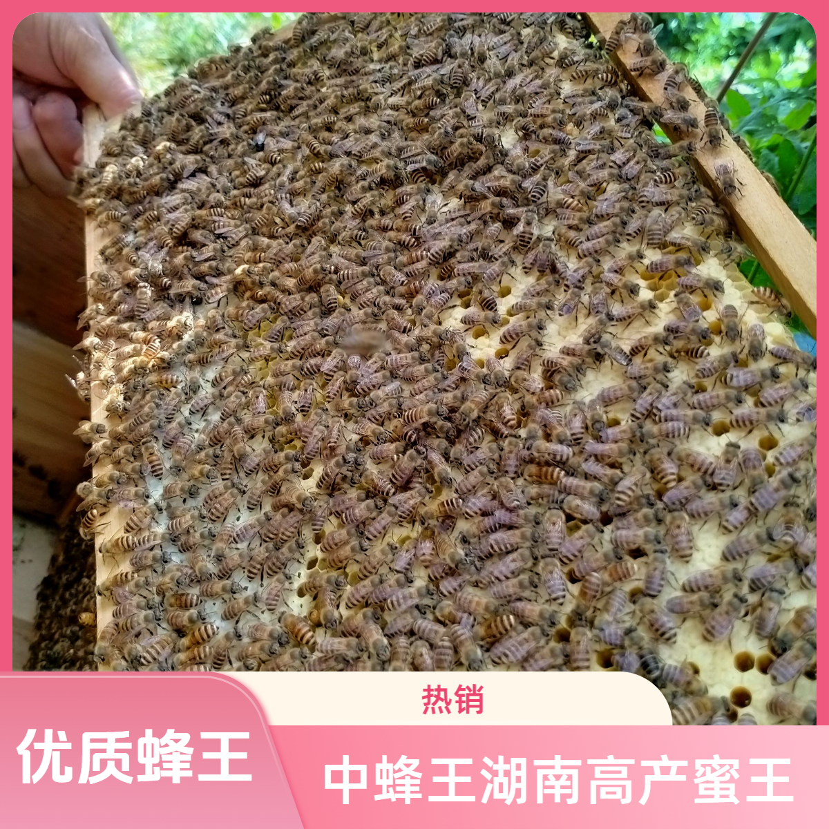 中蜂王开产种王 蜂种养蜂新蜂王优质交尾产卵蜂王中华土蜂王蜜蜂