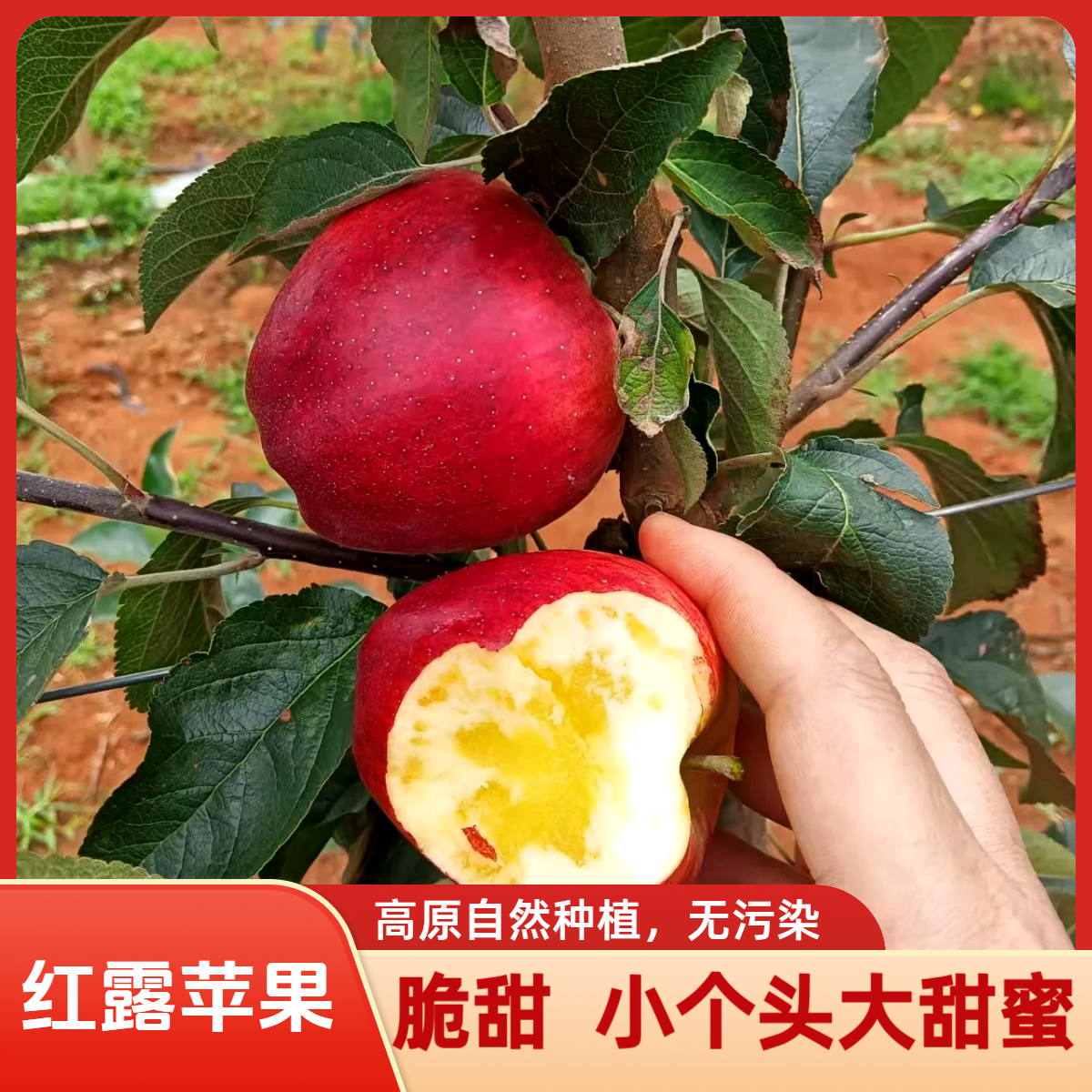 纯甜【红露小苹果】云南高原冰糖心丑苹果脆甜多汁昭通新鲜水果包邮