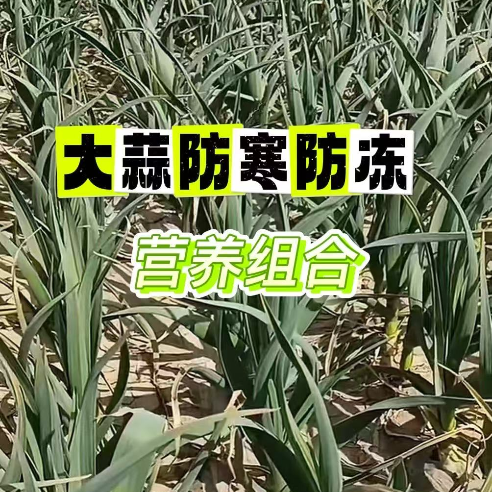 蒜苗壮 大蒜防寒防冻营养壮苗生根叶面肥组合
