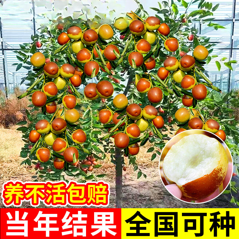 嫁接枣树活苗特大冬枣特大葫芦枣树果树果苗北方南方种植庭院盆栽
