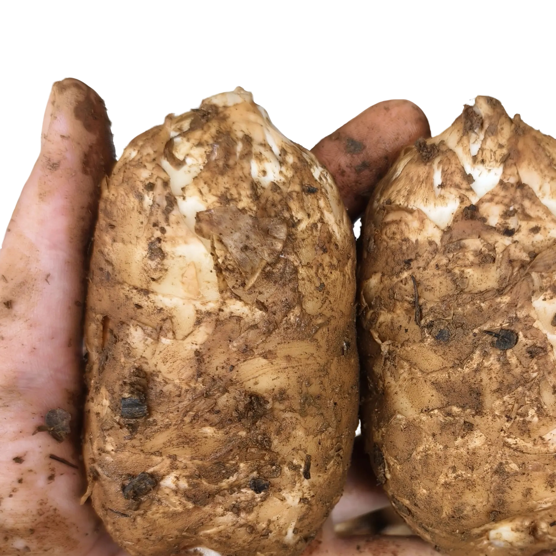 昭通镇雄天麻仿野生种植三年期自然生长可煲汤泡酒炒炸