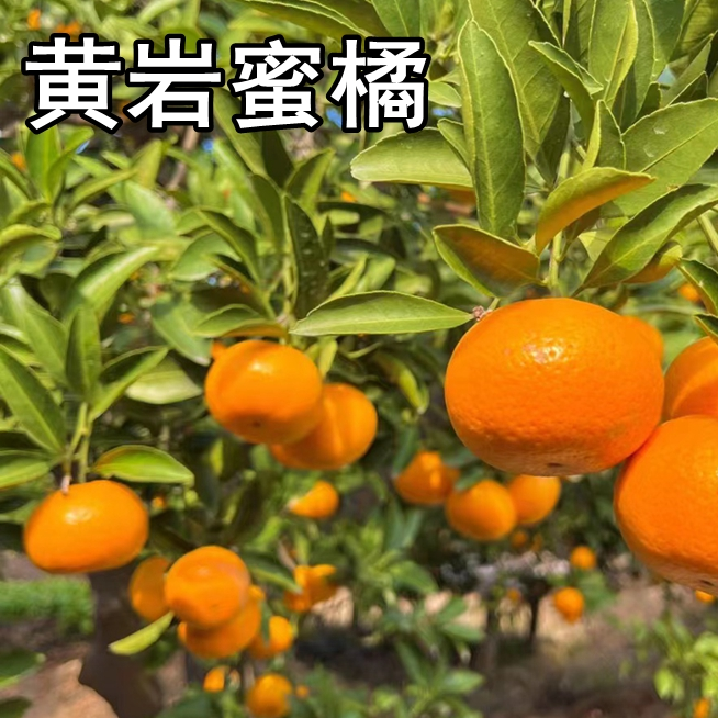 黄岩蜜橘树苗南北方地栽嫁接大果桔子树苗盆栽四季橘子苗当年结果
