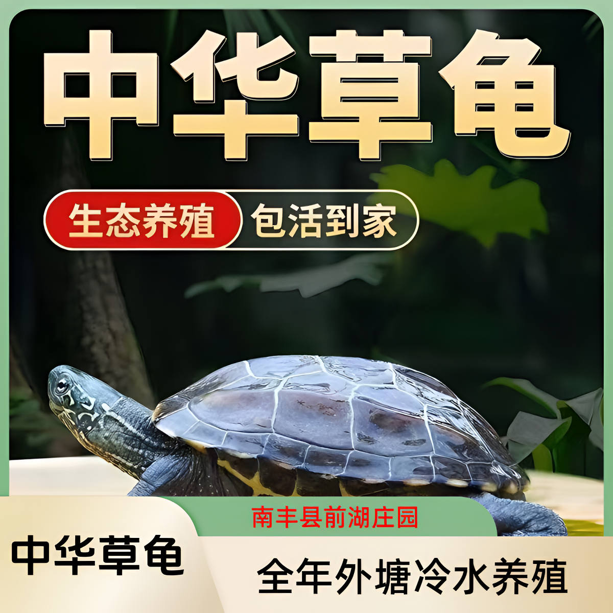 【每只5到7厘米】5只中华草龟 活体观赏宠物龟  包邮包活到家
