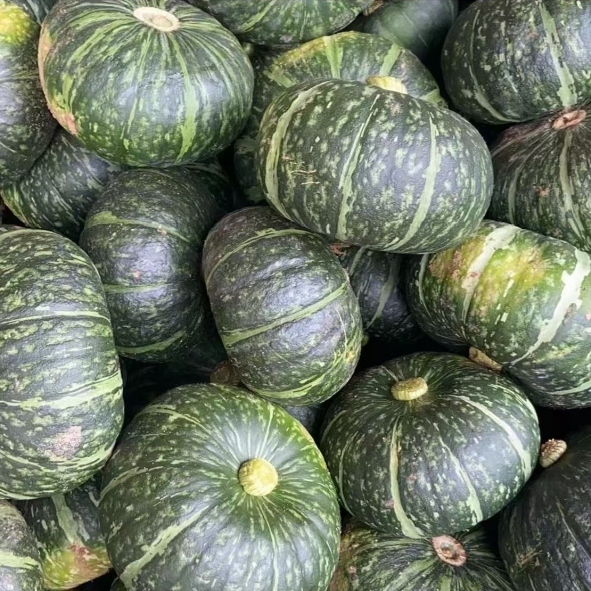 东北谢花面窝瓜 东北窝瓜 南瓜嘎嘎面  包邮