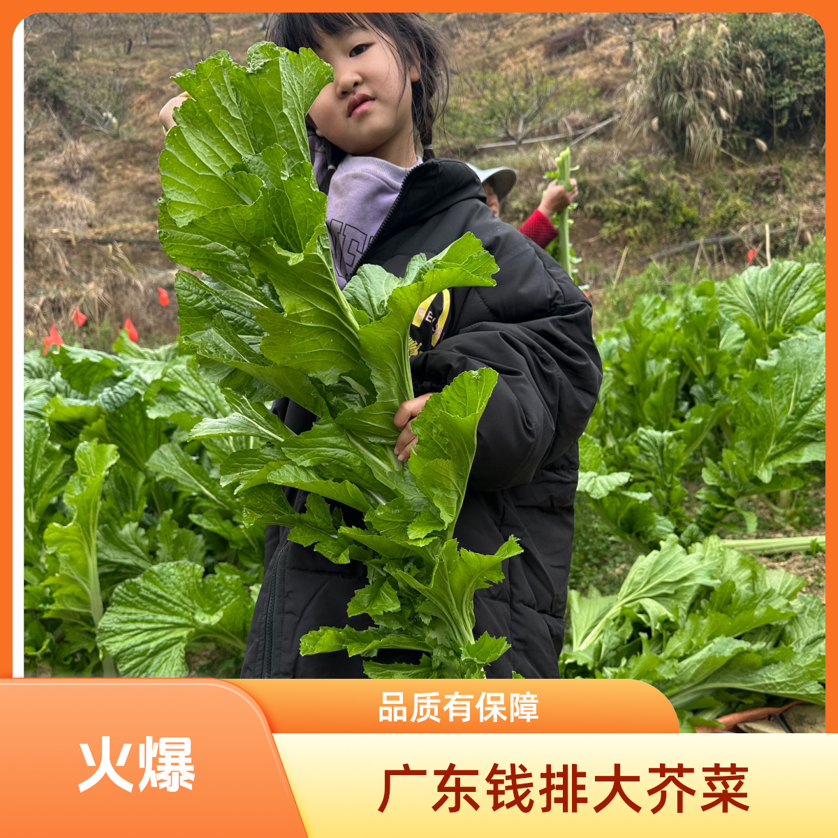 2025广东信宜正宗钱排大芥菜新鲜芥菜现摘现发产地直发