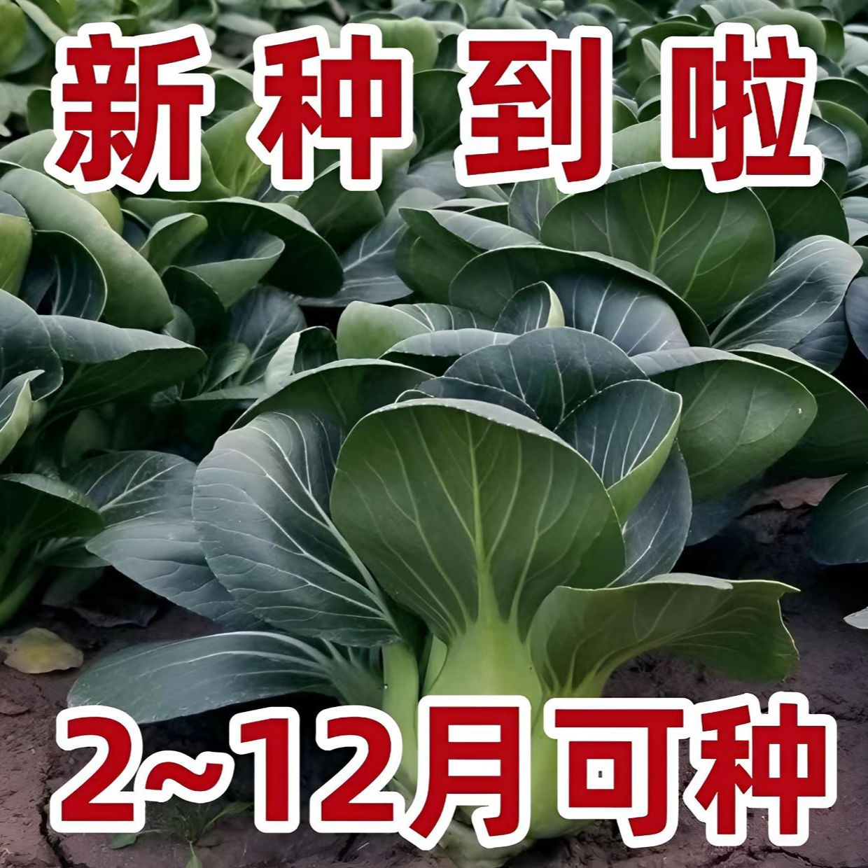 【今年新种】黑大头苏州青菜种子矮脚苏州青菜籽四季油菜小青菜蔬菜