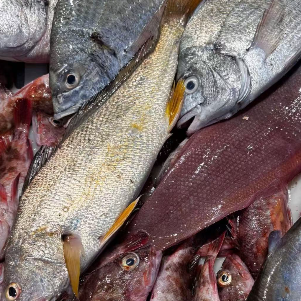 【福利款混鱼】套餐新鲜海鲜组合定制  顺丰包邮