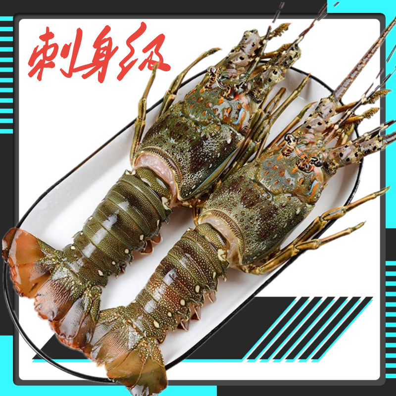 大青龙整箱小青龙虾波士顿刺身大龙虾澳龙鲜活500g批发非顺丰包邮